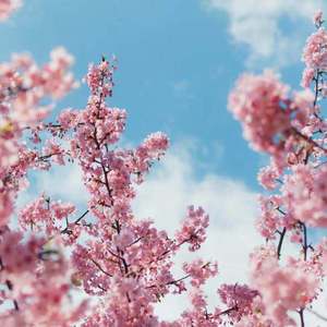 欧美裸体柔术十八禁
